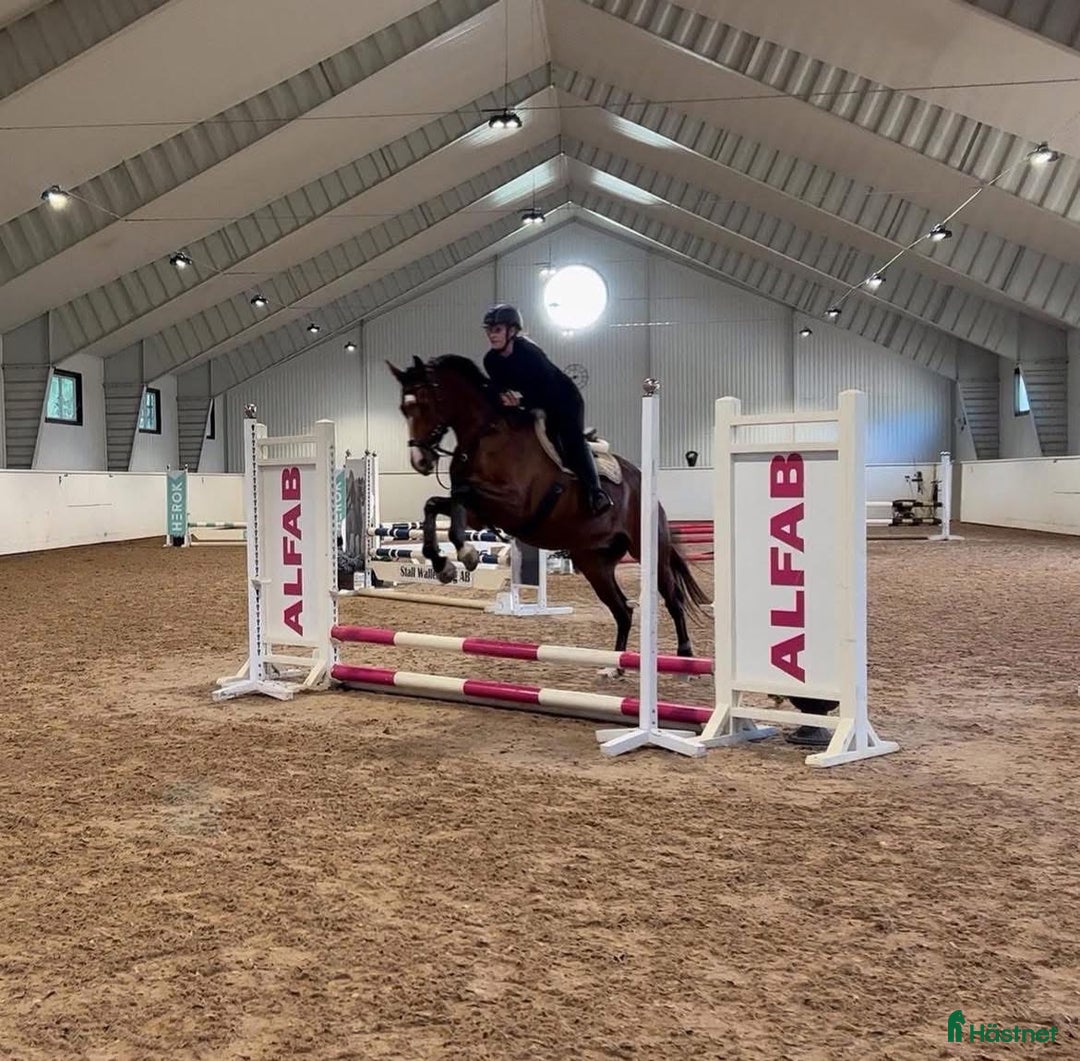  foderhäst finnes: SWB-valack f 2019 utlånas i Örebro - Annons 2