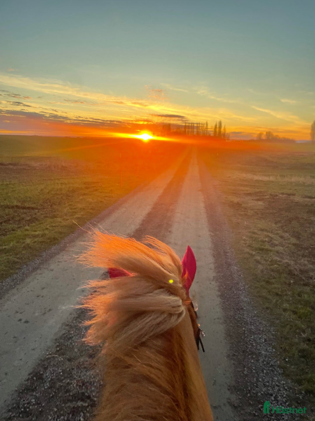  stallplats finnes: Stallplats finns i Glumslöv - Annons 6