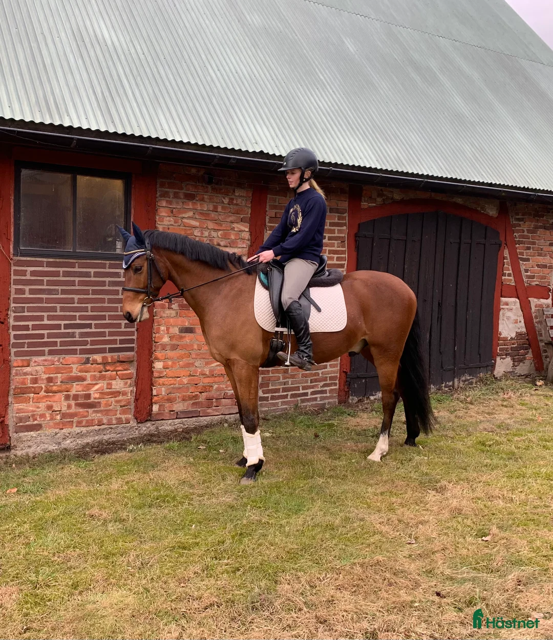 Allround hästar till salu: Lovande allroundponny söker 5 stjärnigt hem ✨ - Annons 1