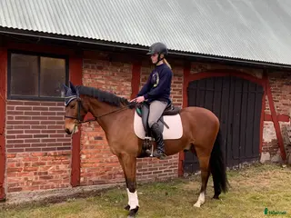 hästar Lovande allroundponny söker 5 stjärnigt hem ✨ - Annons 1