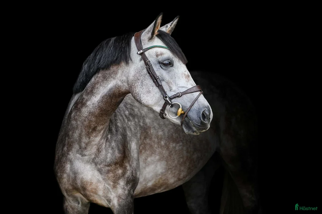 Akademiskt hästar till salu: Jumping mare for sale i Stockholm - Annons 2