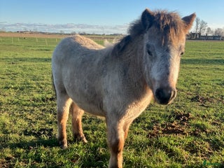 Övrigt hästar till salu: Nyfiken kille i Smedstorp - Annons 1