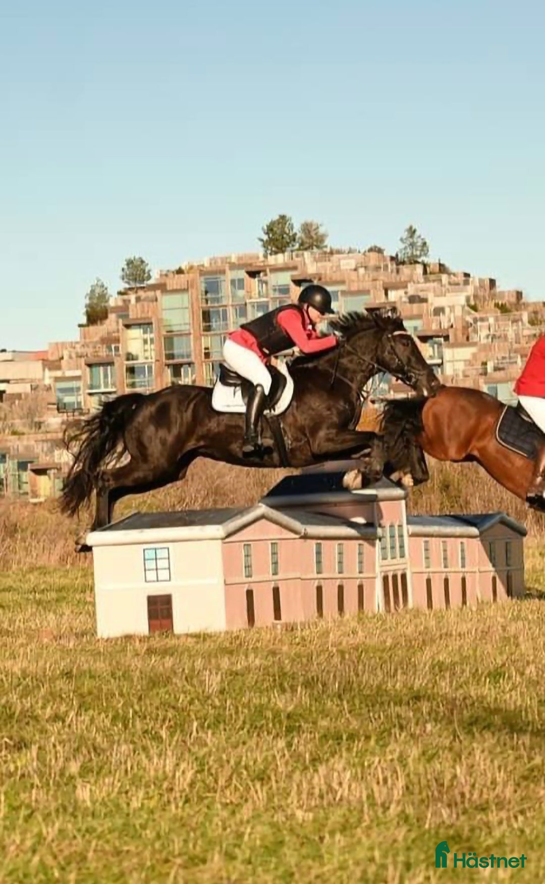 Allround hästar till salu: Hoppglatt sto i Uppsala - Annons 3