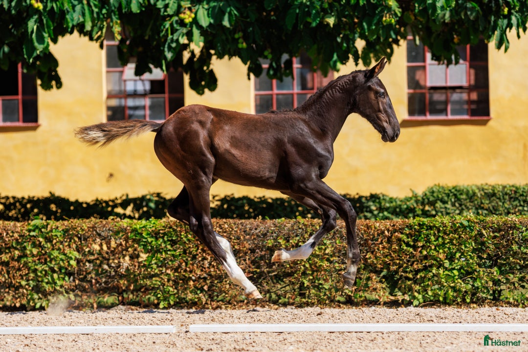 Hoppning hästar till salu: Avvant hingstföl e. Comilfo Plus Z redo för flytt i Landskrona - Annons 3