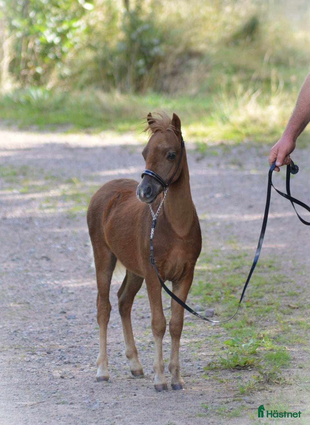 Allround hästar till salu: **Extremt vacker "miniarab" AMHA hingstföl** i Åtvidaberg - Annons 4