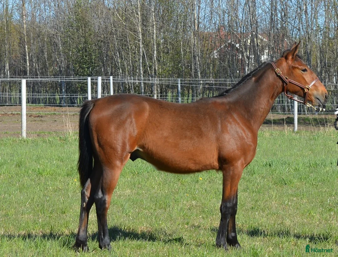 Trav hästar till salu: 1 års hingst Readly Express-Bror tjänat 5 miljoner - Annons 5
