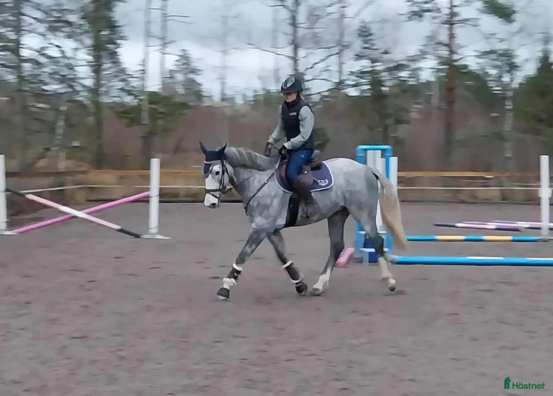 Allround hästar till salu: Intresse koll, häst med guldhjärta  i Rimbo - Annons 3