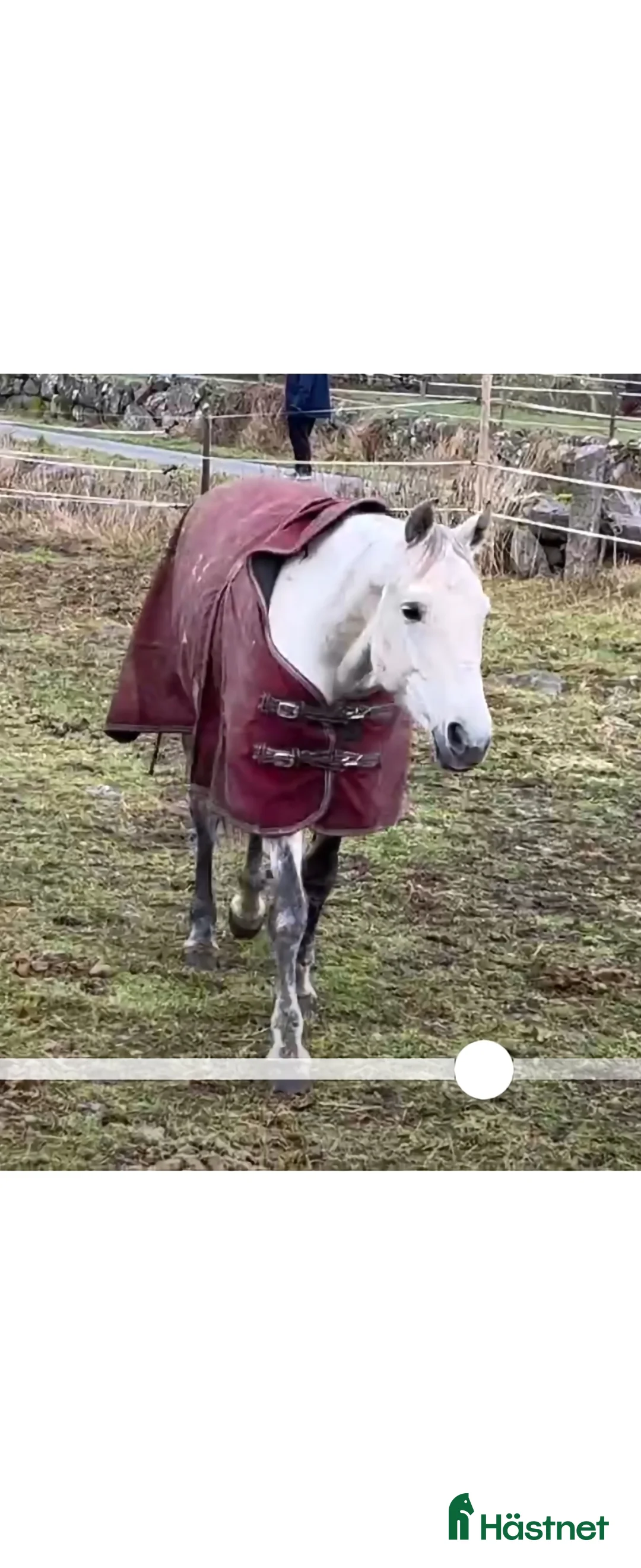 Allround hästar till salu: #Reserverad # Projektsto 11 år - Annons 2