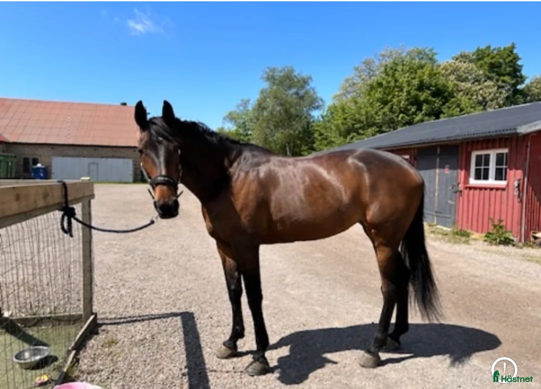  medryttarhäst finnes: Skogsmulle, lätt träning /avelsto säljes - Annons 5