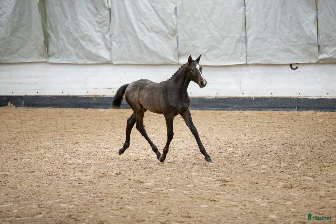 Hoppning hästar till salu: Snygg kille för framtiden! i Vännäs - Annons 1