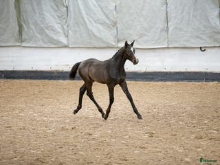 hästar Snygg kille för framtiden! i Vännäs - Annons 5