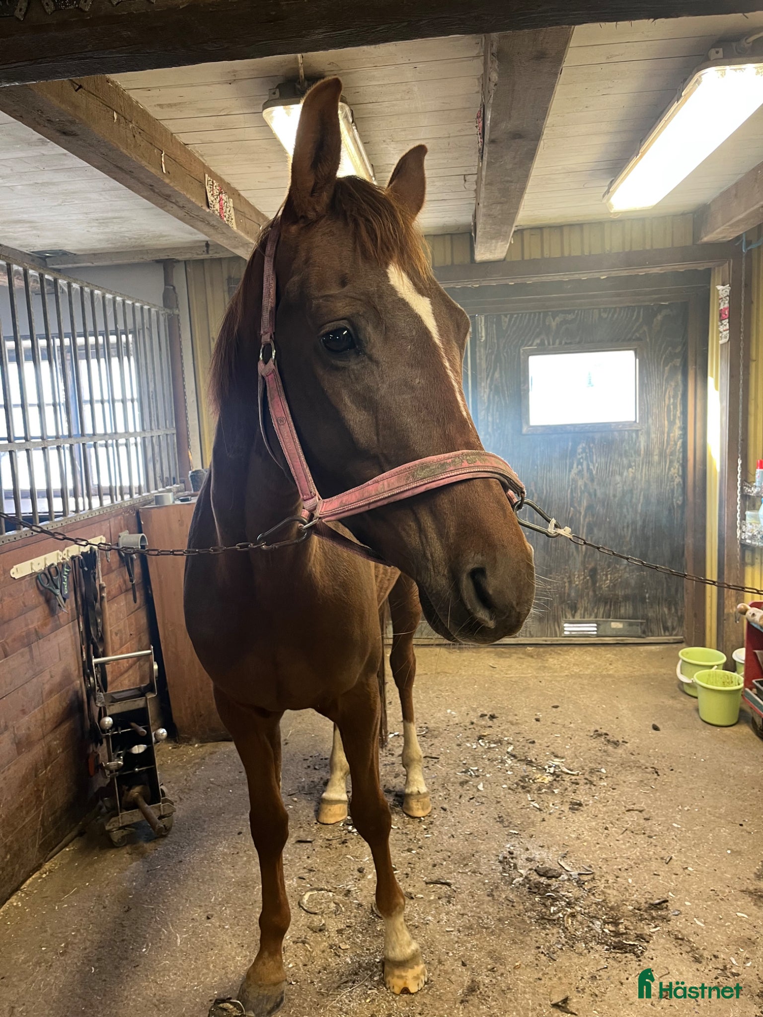  hästar Vacker unghäst - Annons 1