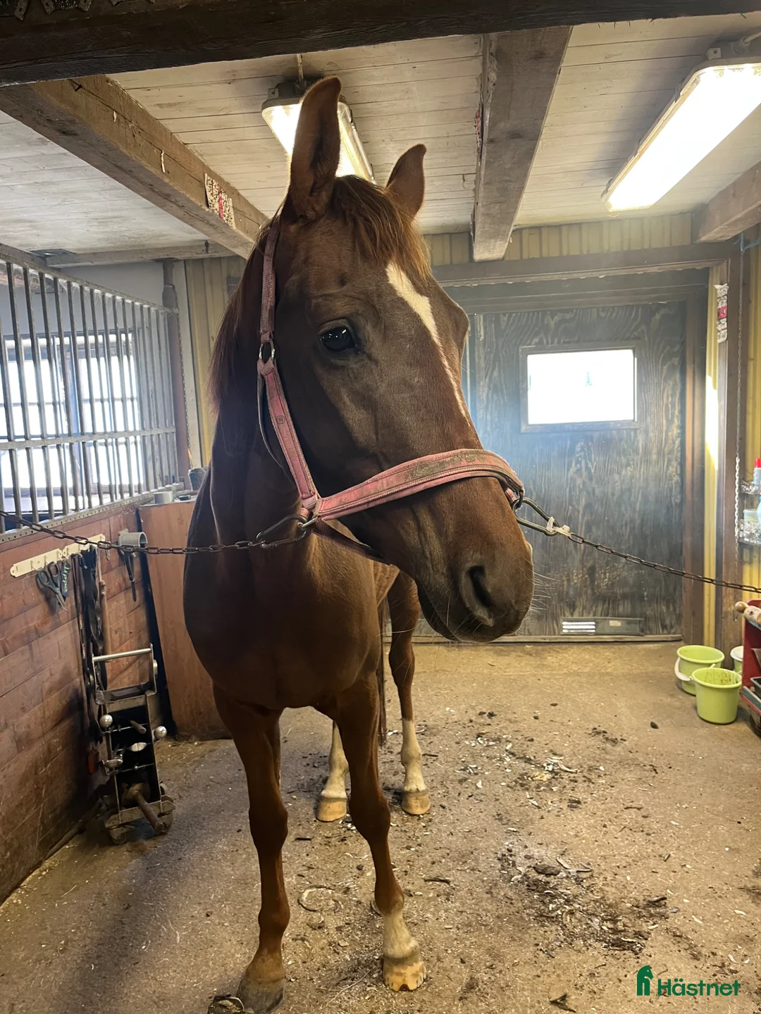 Dressyr hästar till salu: Vacker unghäst i Storvik - Annons 1