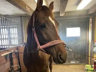 hästar Vacker unghäst - Annons 1