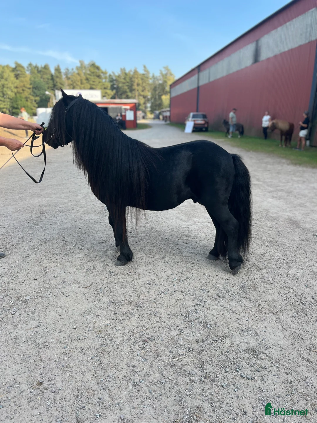 Avelshästar hästar till salu: Avelshingst shetlandsponnyn  i Falköping - Annons 8