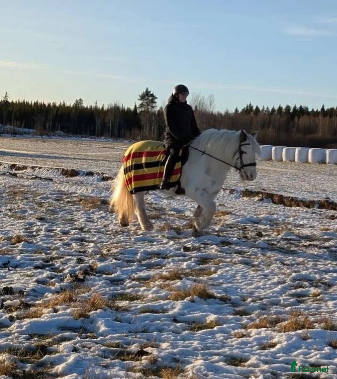 Allround hästar till salu: Världens bästa Esther  - Annons 4