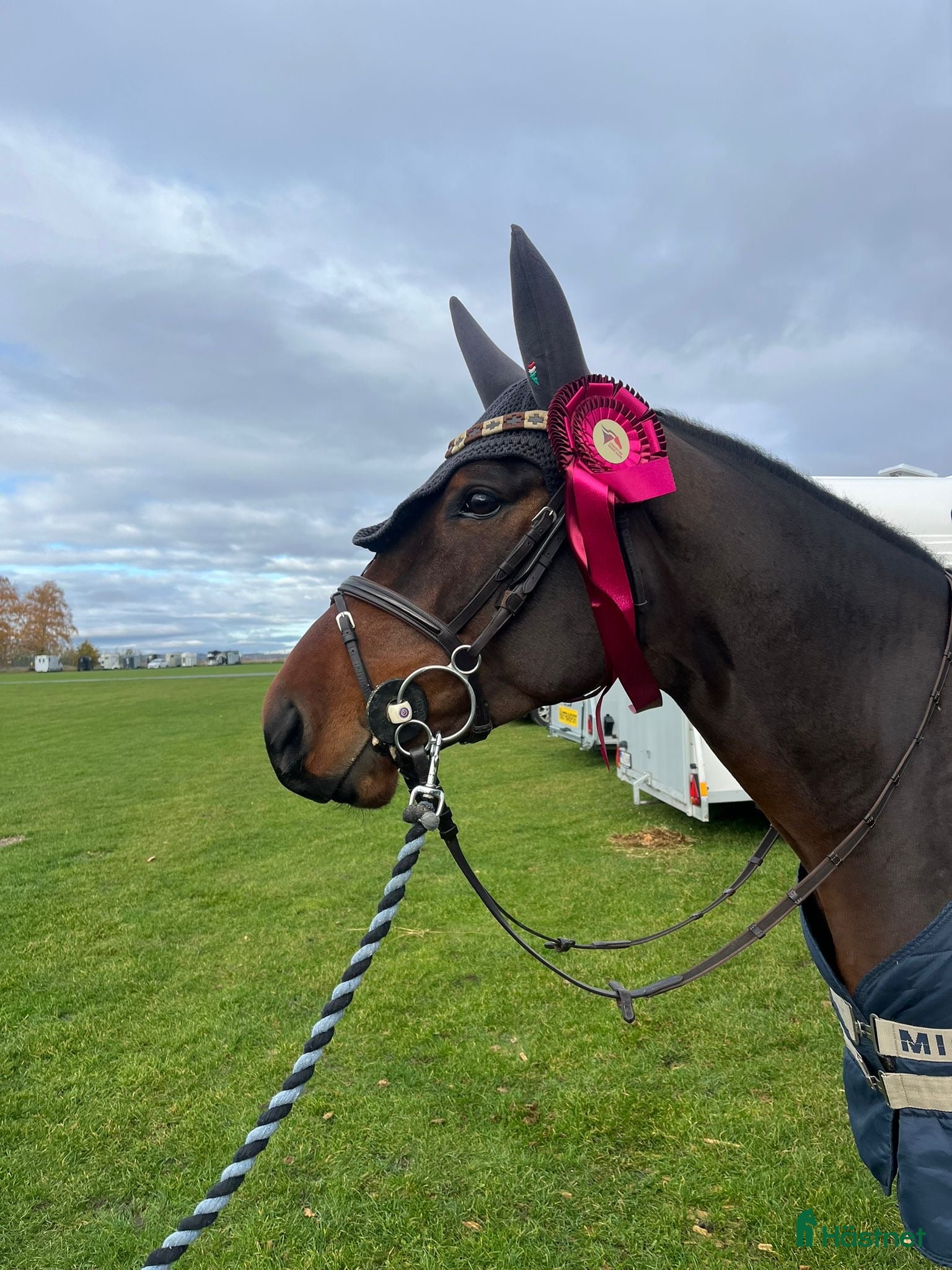 Allround hästar till salu: Välriden 5 åring med stor kapacitet  i Vimmerby - Annons 1