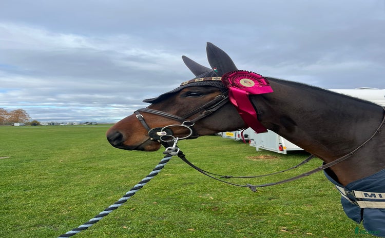  hästar Välriden 5 åring med stor kapacitet  i Vimmerby - Annons 2