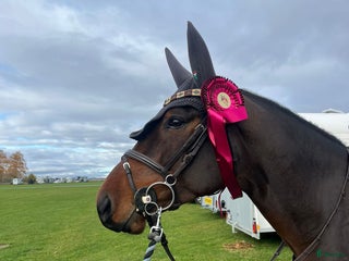 Allround hästar till salu: Välriden 5 åring med stor kapacitet i Vimmerby - Annons 1