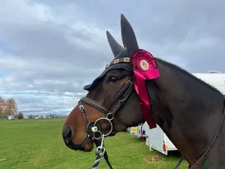 Allround hästar till salu: Välriden 5 åring med stor kapacitet i Vimmerby - Annons 1