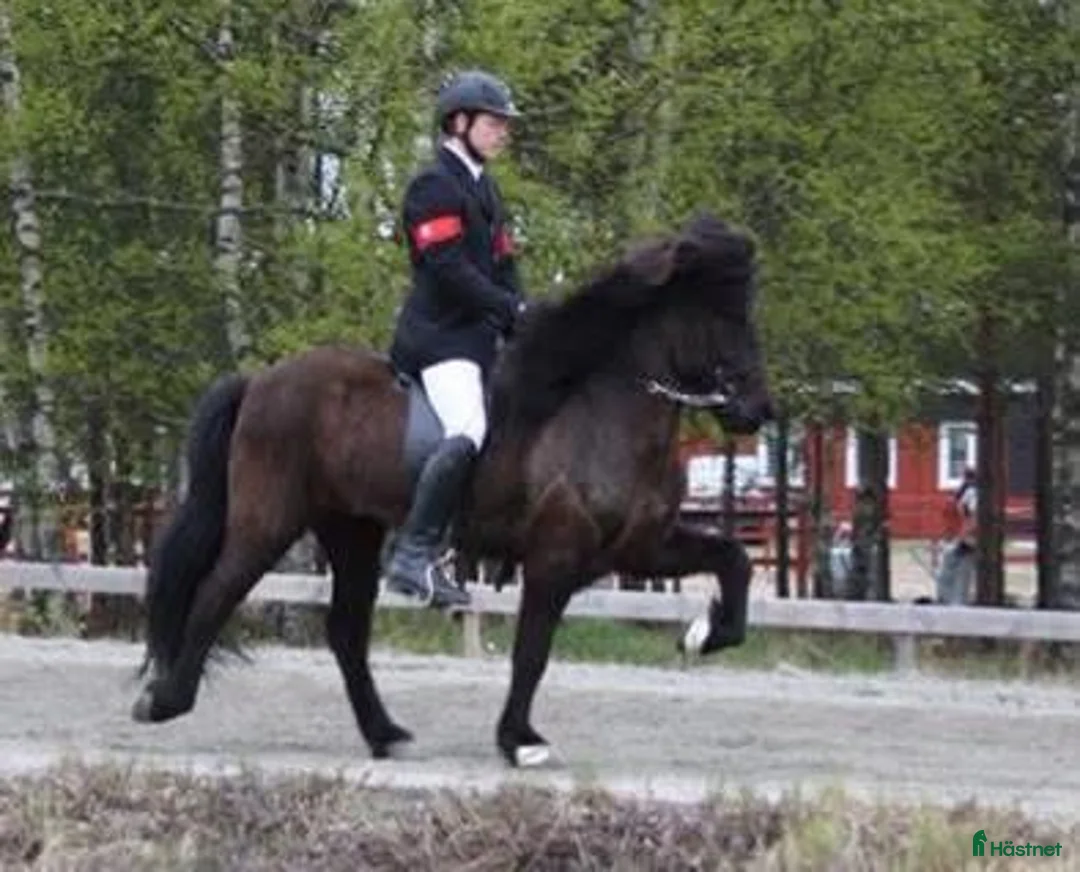 Island hästar till salu: Prissänkt!! Valkyria, E: Toppur i Norberg - Annons 3