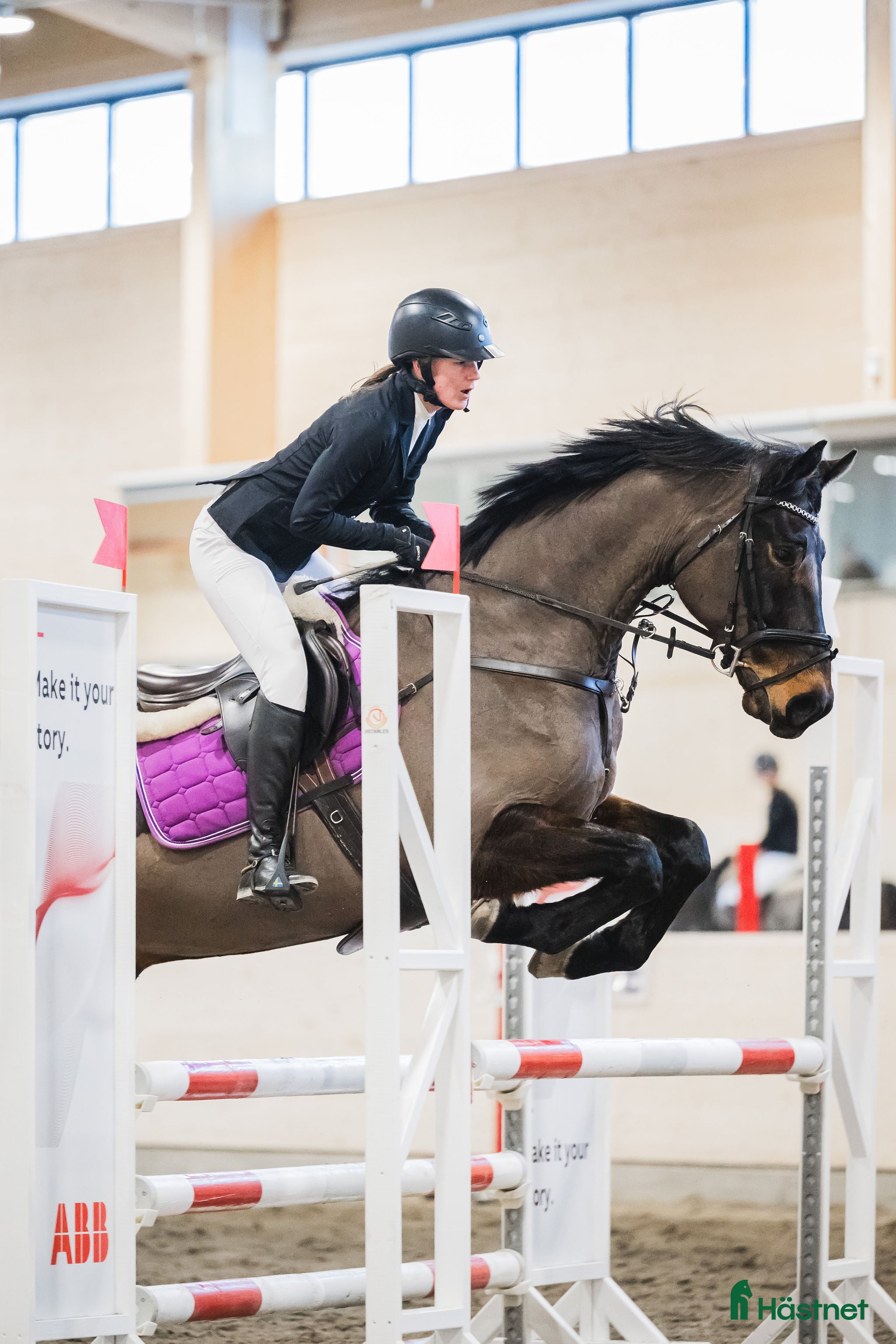  hästar Charming söker ett nytt hem i Piteå - Annons 2