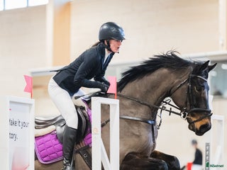 hästar Charming söker ett nytt hem i Piteå - Annons 3