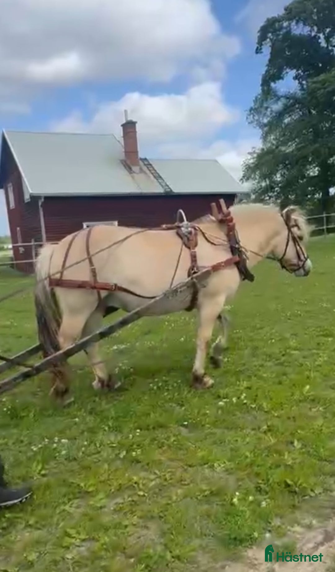 Allround hästar till salu: Välarbetad unghäst  i Östansjö - Annons 2