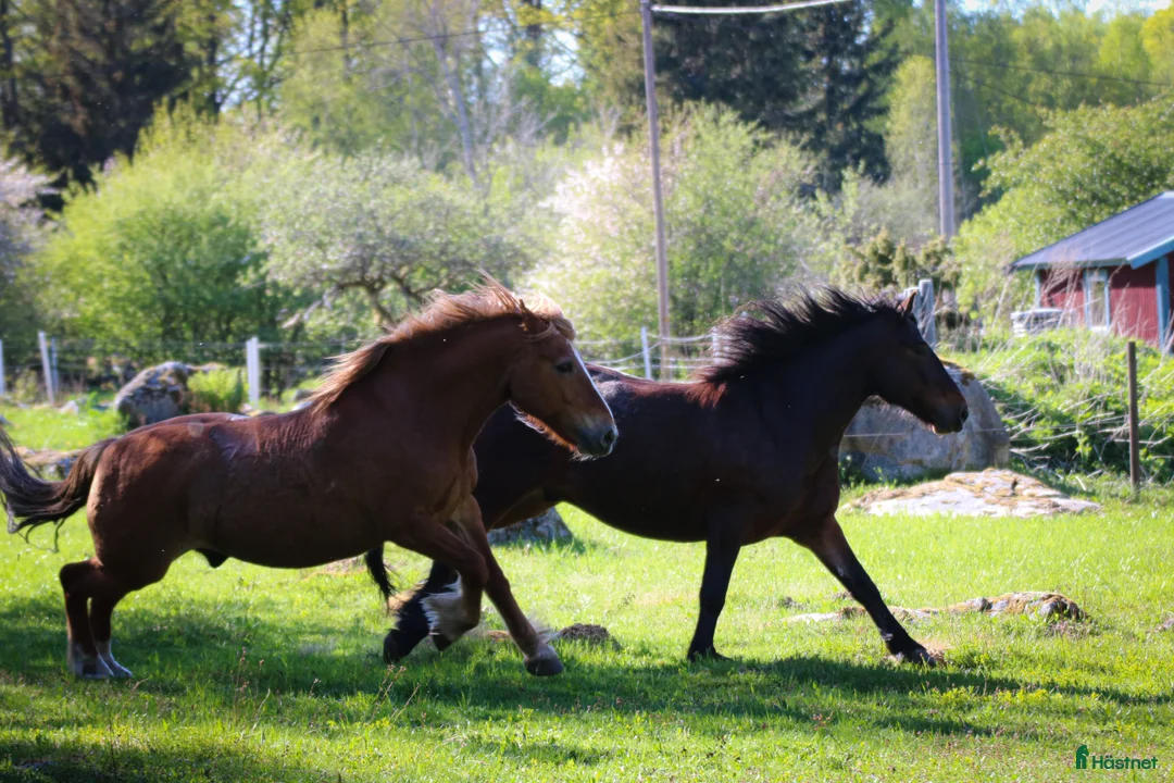 Övrigt hästar sökes: Foderhäst (valack) för senare köp i Urshult - Annons 3