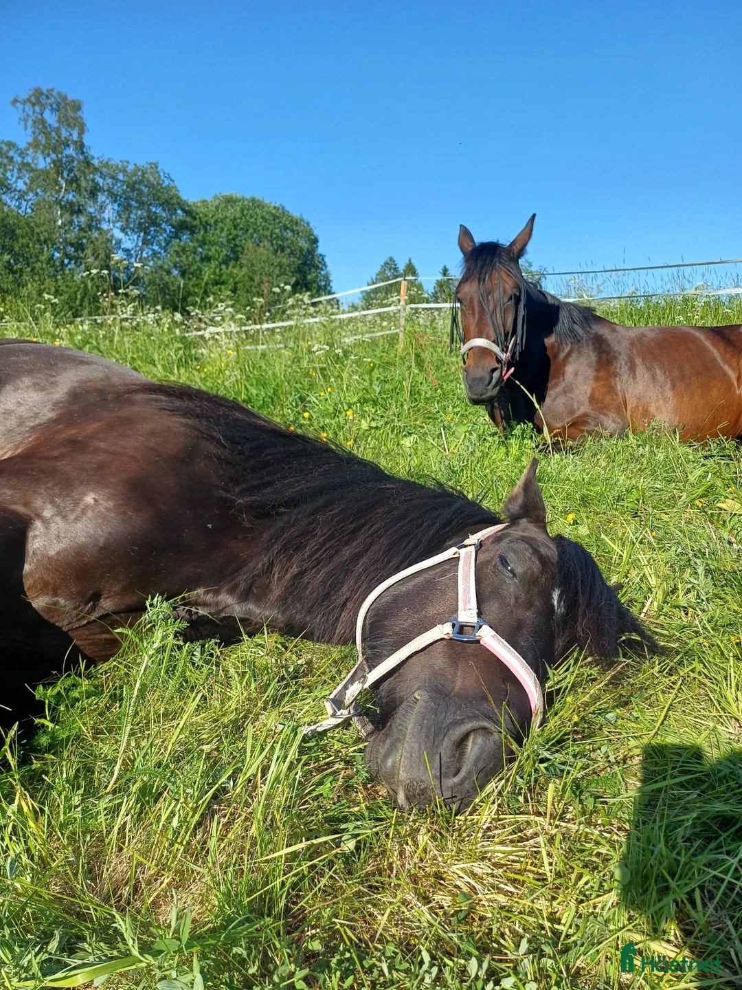 Allround hästar till salu: Två fantastiska flickor  - Annons 16