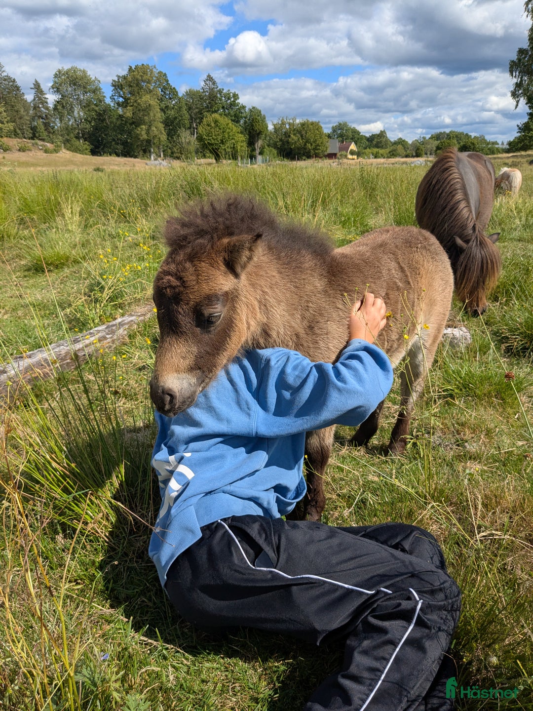 Avel hästar till salu: Minishetland  i Holmsjö - Bild 5