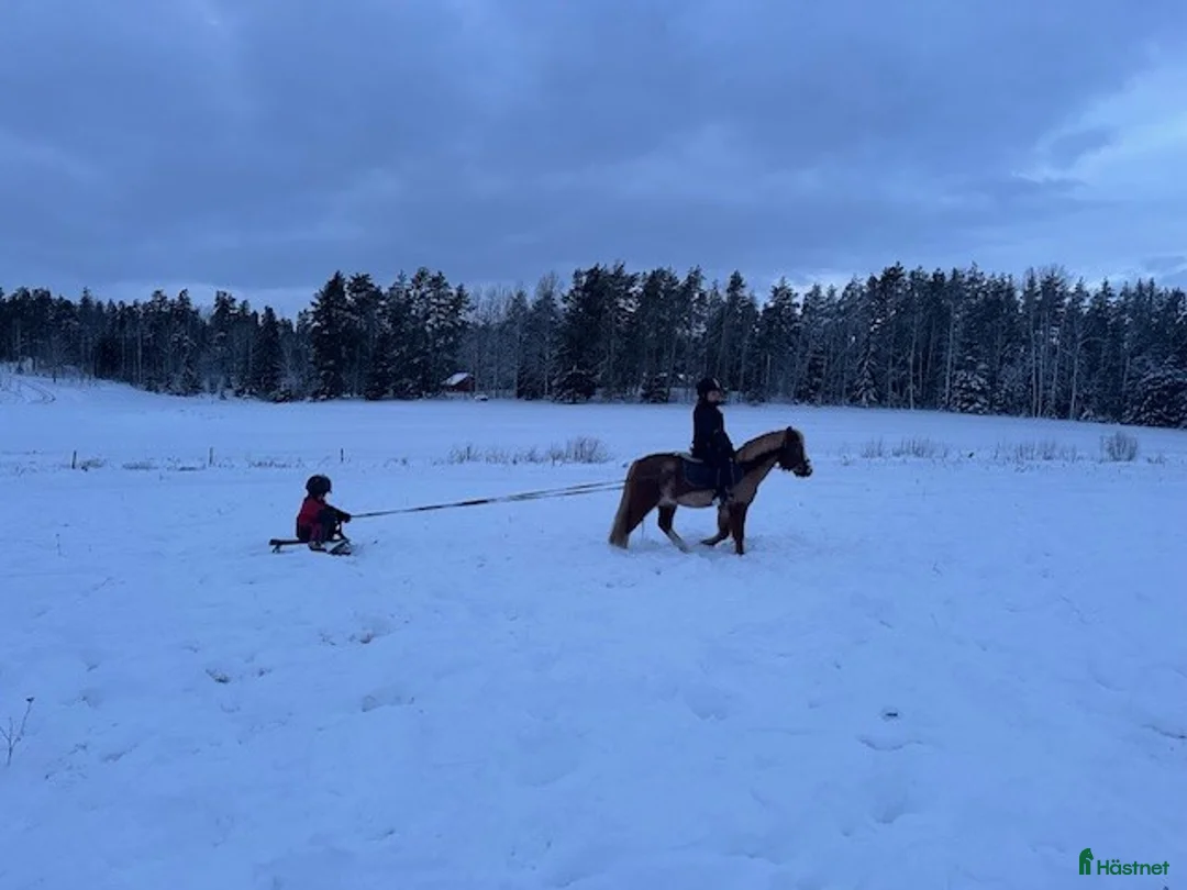 Allround hästar till salu: Tryggt welsh mountainsto i Nyköping - Annons 6