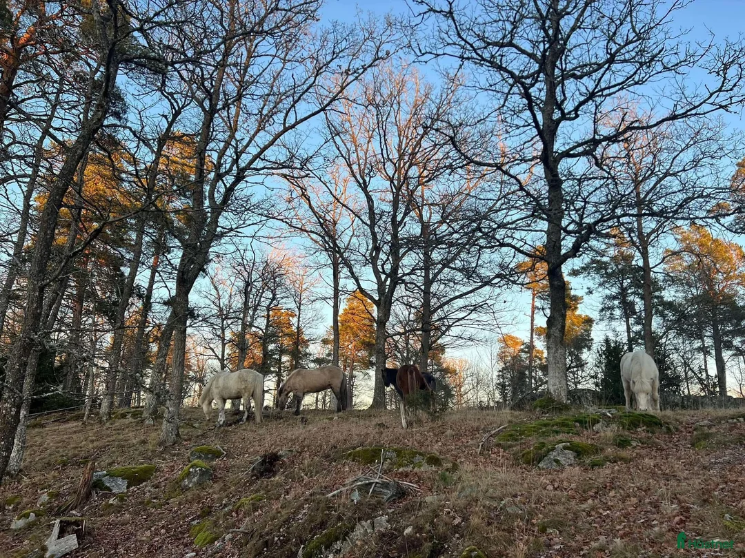  stallplats finnes: Plats för islandshäst mellan Sthlm o Nynäshamn i Ösmo - Annons 5