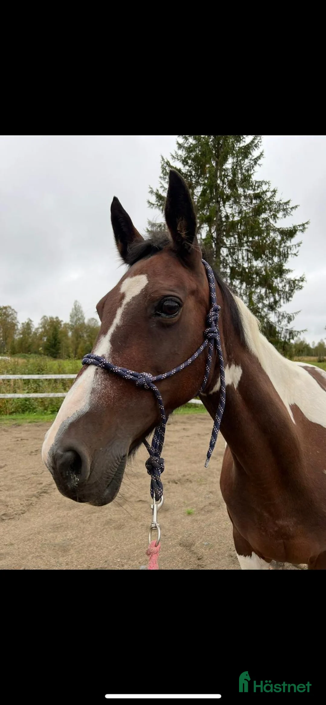 Sällskap hästar till salu: Sällskaps-/promenad-/projektponny - Annons 4