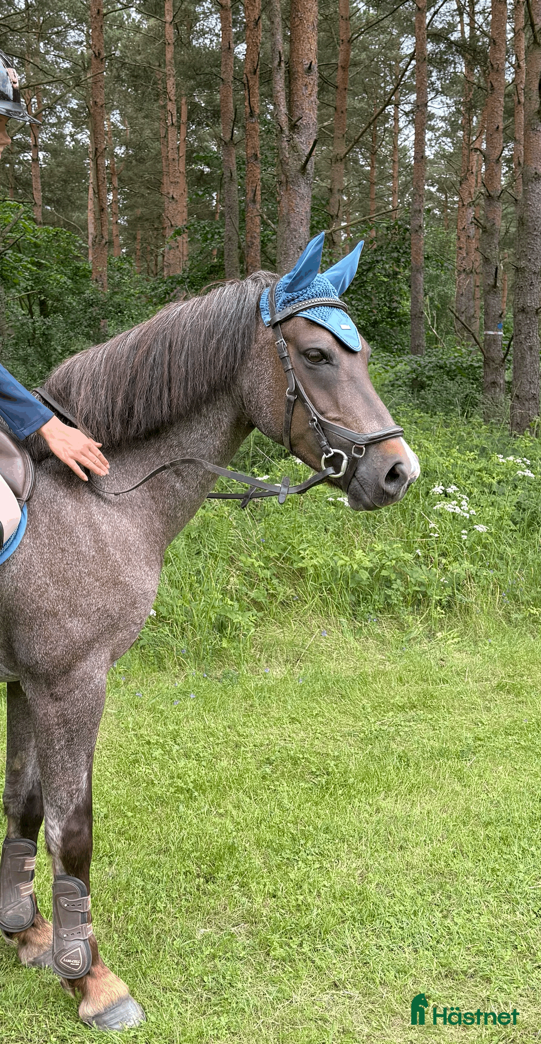 Allround hästar till salu: Superfint C-ponny sto - Annons 2