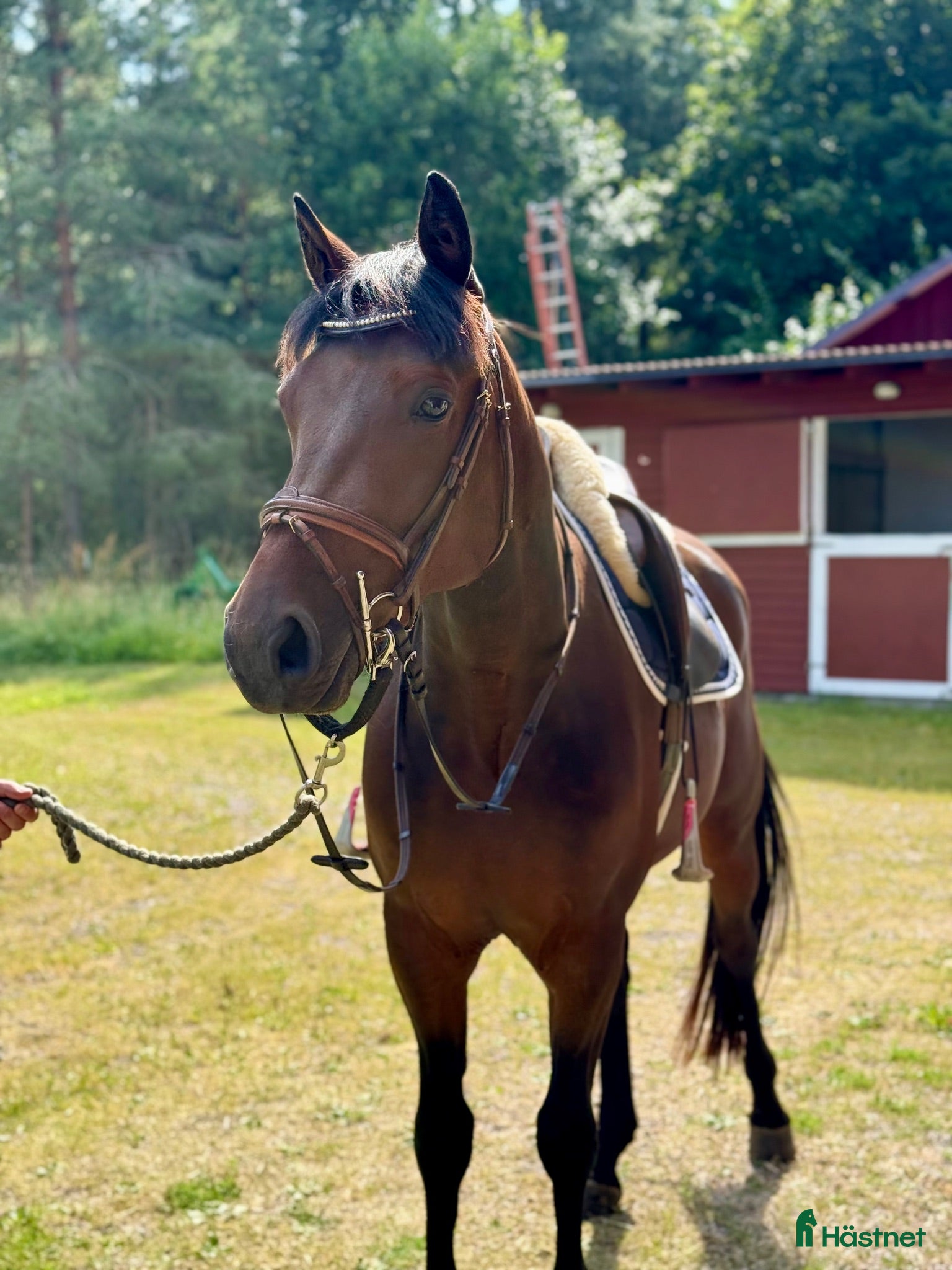  hästar Vacker 3-åring! - Annons 3