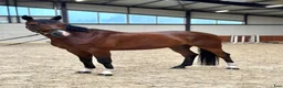 Allround hästar till salu: A true diamond exeptionaly easy to ride! - Annons 1
