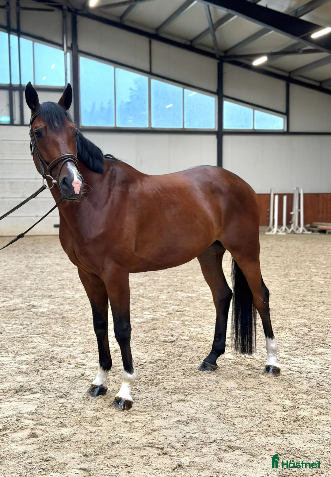 Allround hästar till salu: A true diamond exeptionaly easy to ride! - Annons 1