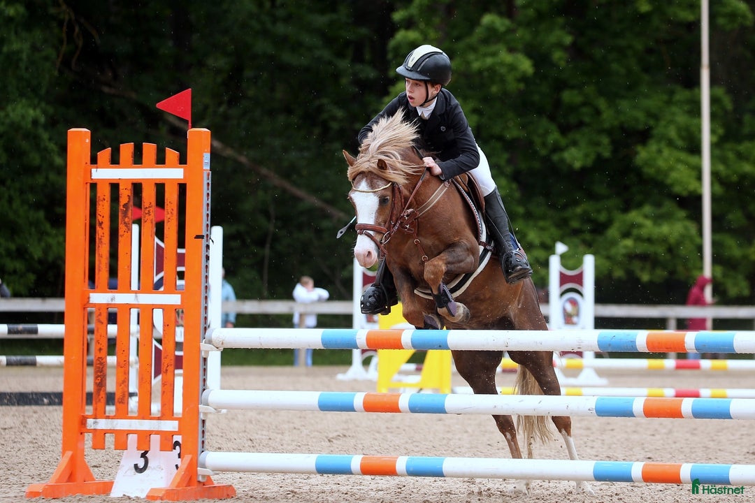 Hoppning hästar till salu: Welsh pony for sport i Stockholm - Annons 9