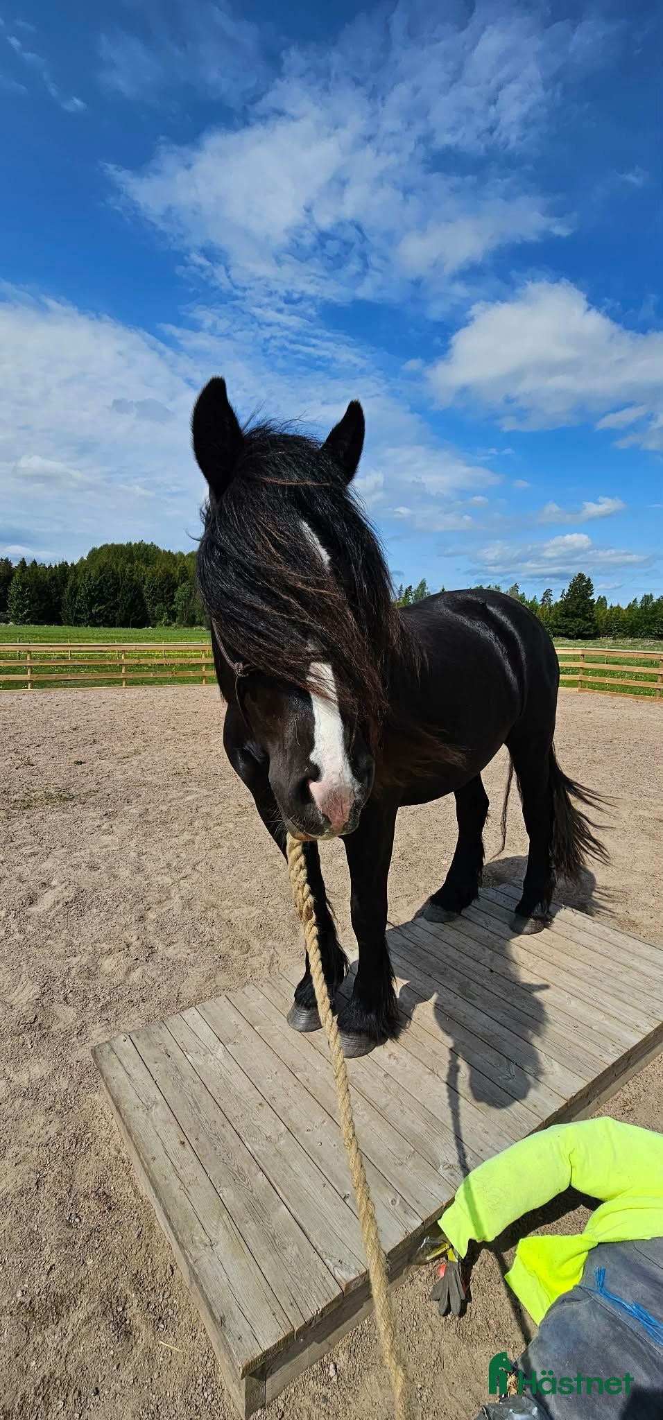  hästar Svart nordsvenskt med vit bläs och lång man - Annons 1