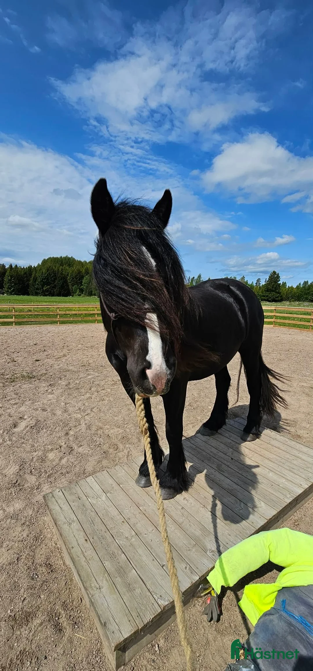 Allround hästar till salu: Svart nordsvenskt med vit bläs och lång man - Annons 1