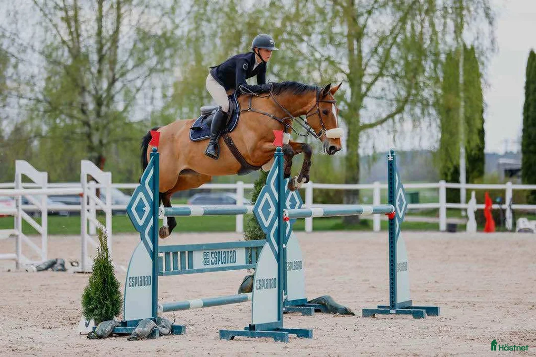 Hoppning hästar till salu: Snäll och okomplicerad läromästare! - Annons 1