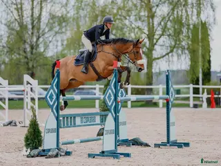 hästar Snäll och okomplicerad läromästare! - Annons 18