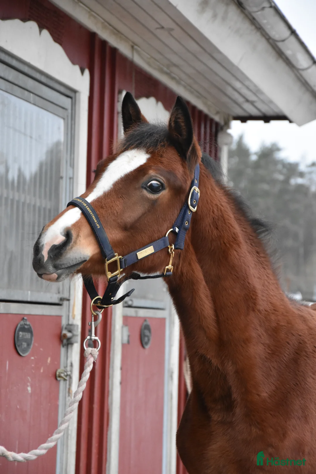 Dressyr hästar till salu: Vackert ungsto för dressyr i Partille - Annons 4