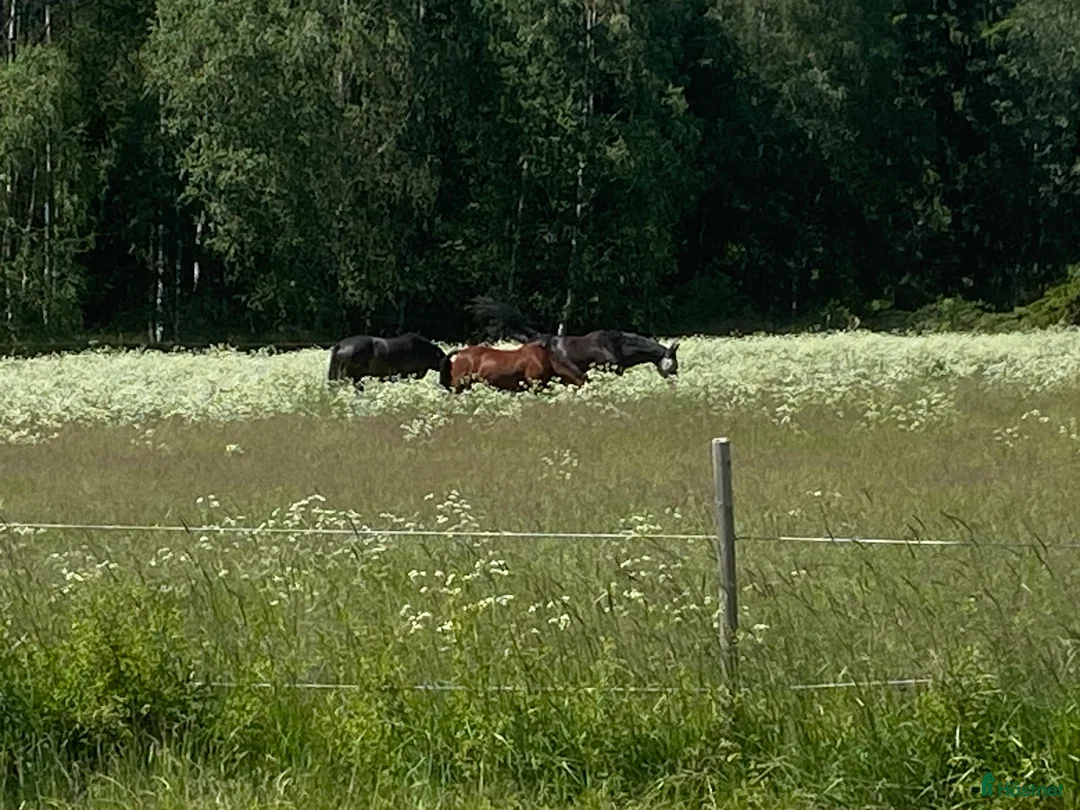  stallplats finnes: Boxplatser lediga i Upplands-Väsby - Annons 2