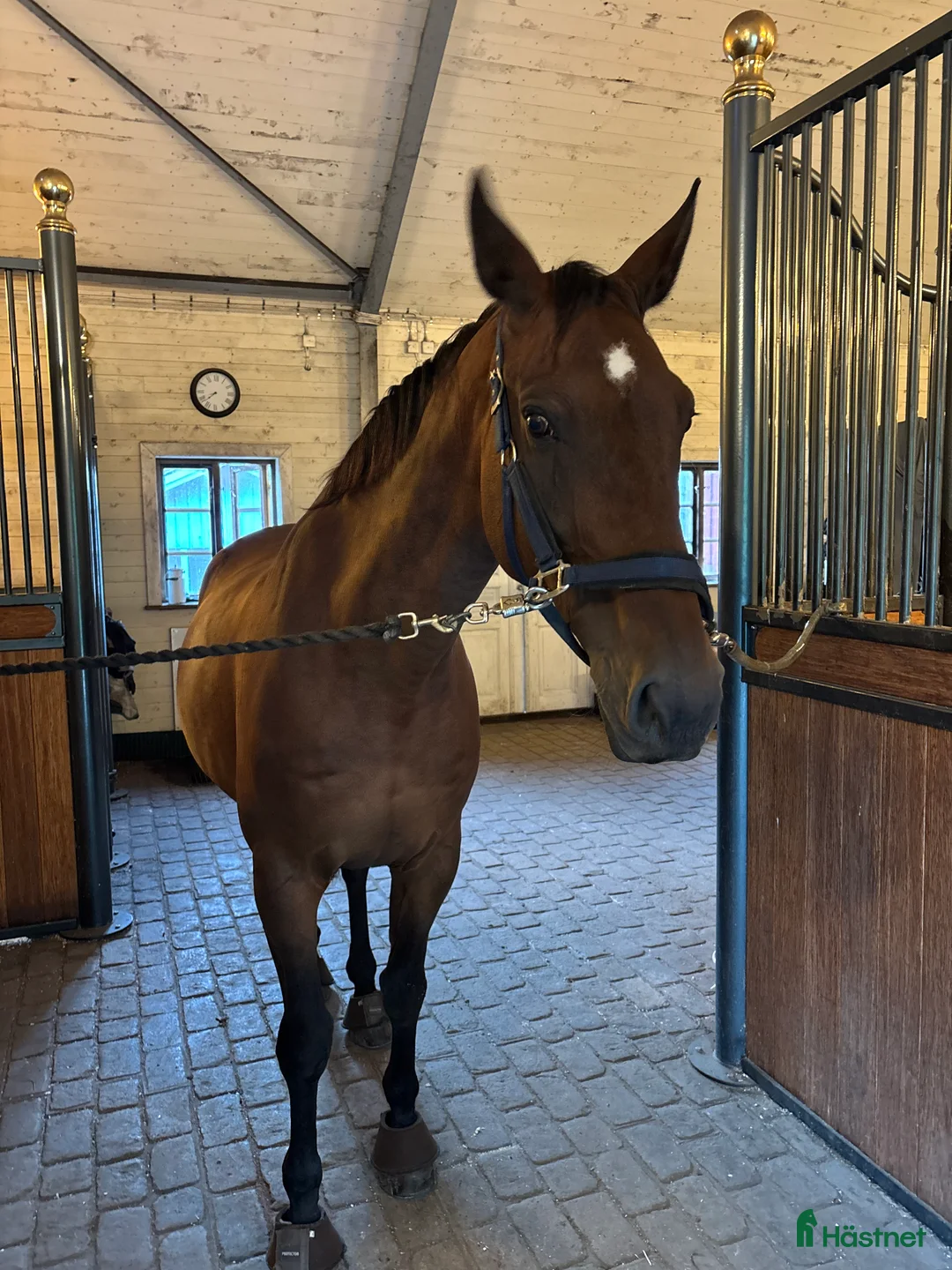 Sällskap hästar till salu: Keltic söker sitt sista och bästa hem i Gothenburg - Annons 2
