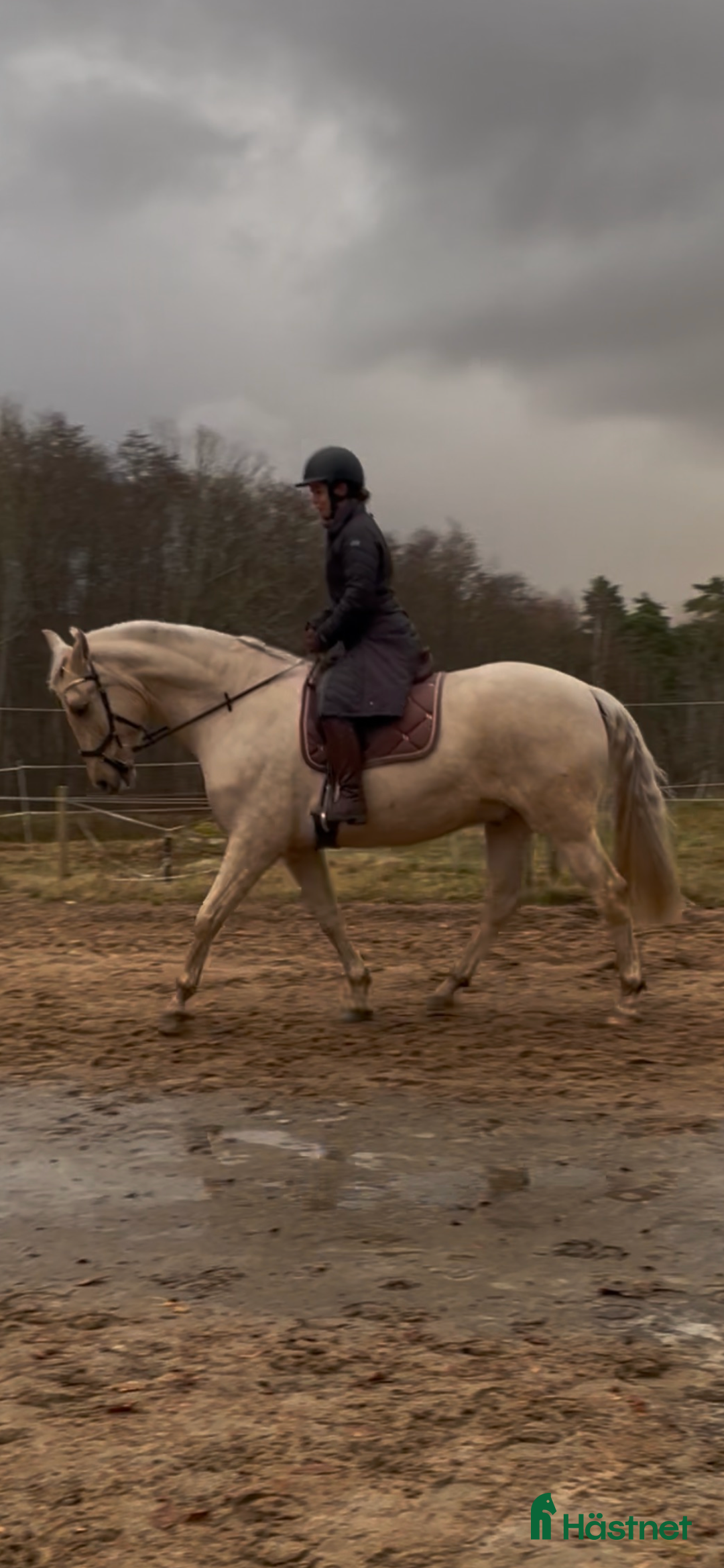 Övrigt hästar till salu: Vacker lyxig PRE med fantastisk potential i Onsala - Annons 9
