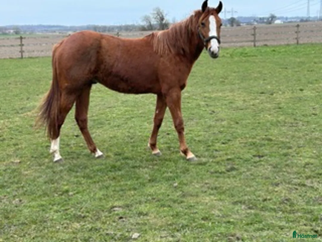 Western hästar till salu: Spirit - Annons 4