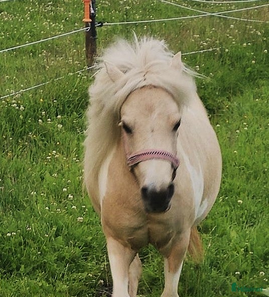  hästar Amerikansk miniatyr sto  i Hofors - Annons 13