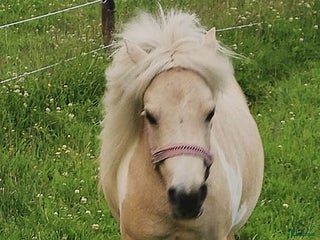 hästar Amerikansk miniatyr sto i Hofors - Annons 4